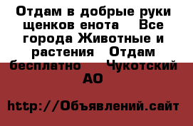 Отдам в добрые руки щенков енота. - Все города Животные и растения » Отдам бесплатно   . Чукотский АО